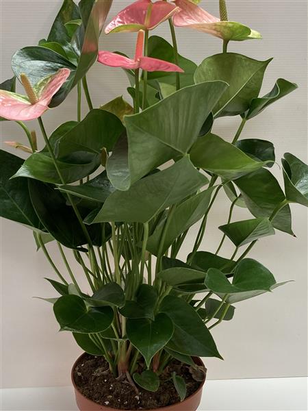 Large Pink Anthurium Plant